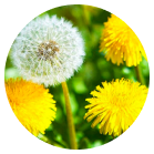Dandelion and Dioscorea